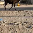 للبيع القحه كفو