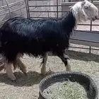 حايل