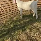 جفره جذعه مطوره