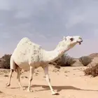 ناقه ملاقي كفوو