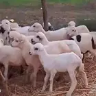 رخال رفيدي من 400