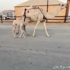 للبيع خلفه منيحه