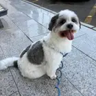 كلب للتبني مخافه الله فيه  للجادين