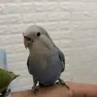 روز أزرق أليف للبيع