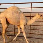 حواره بكره علي حليب امها