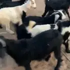 تيوس مخاصي