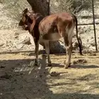 بقر عمرها سنه