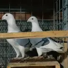 زوج مكتف ازرق حامل بارلس