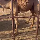 قعود قصب للبيع