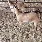 معزا جنوبيات يمنيات جذعات