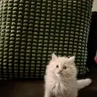 Shiriazy Kittens For Sell