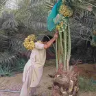 نخل مثمر للبيع خلاص برحي نخيل مجدول صقعي خضري روثانه خضري