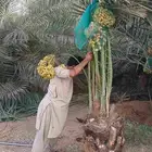 نخل مثمر للبيع خلاص برحي هلالي سكري نخيل روثانه مجدول دخيني