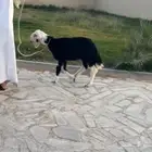 مرياع خصم ونادرة