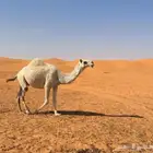 ناقه مموت للبيع