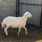 نعجة بلدية فل شحم ( حميسة ) ( كامل او نص )