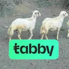 خرفان تقسيط تابي 300 على 4 دفعات