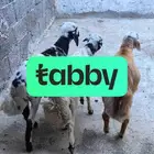 خرفان تقسيط تابي