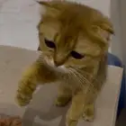قطط سكوتش للبيع