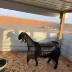 مطلوب معزى فيها حليب وافر