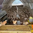 عانبر دوجن للايجار