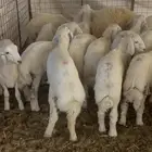 هرافى خرفان حريات. طيبه