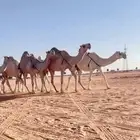 الذود الكفوو