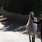 فرس واهو كولتي عالي