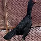 شامو الماني