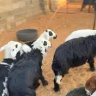 هرافي طيبه ومغلقه