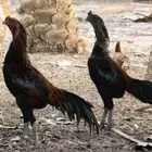 دجاج دغم تايلندي