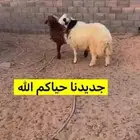 خروفين ناهيات للي يبي الطيب