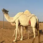 عشرا وضحى للبيع ( ضروبه )