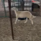 طلي حري جبر شحم