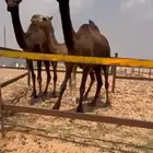 ابل ضرايب لبيع