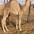 قعود