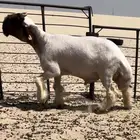 جذع صنف فاخر ومعرف