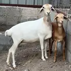 بربريه تتبعها رخل