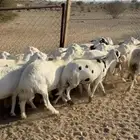 ضان حرش دفيع منوت القاني