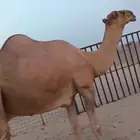 بعير شمالي اخرص