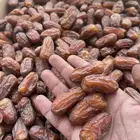 تمر صفري طيب الموقع الخرمه