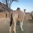 للبيع ثنيه ماخض