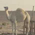 بكره لحالها عمرها اربع سنوات