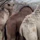 قعدان للبيع