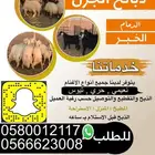 ذبيحتك واصله بيتك وانت مرتاح