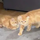 قطط للتبني