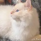 قطة بيضاء