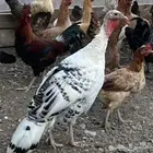 رومي