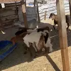 تيوس للبيع جمله