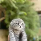 سكوتش فولد بيور مطعمين مدربين للبيع ولايوجد تبني